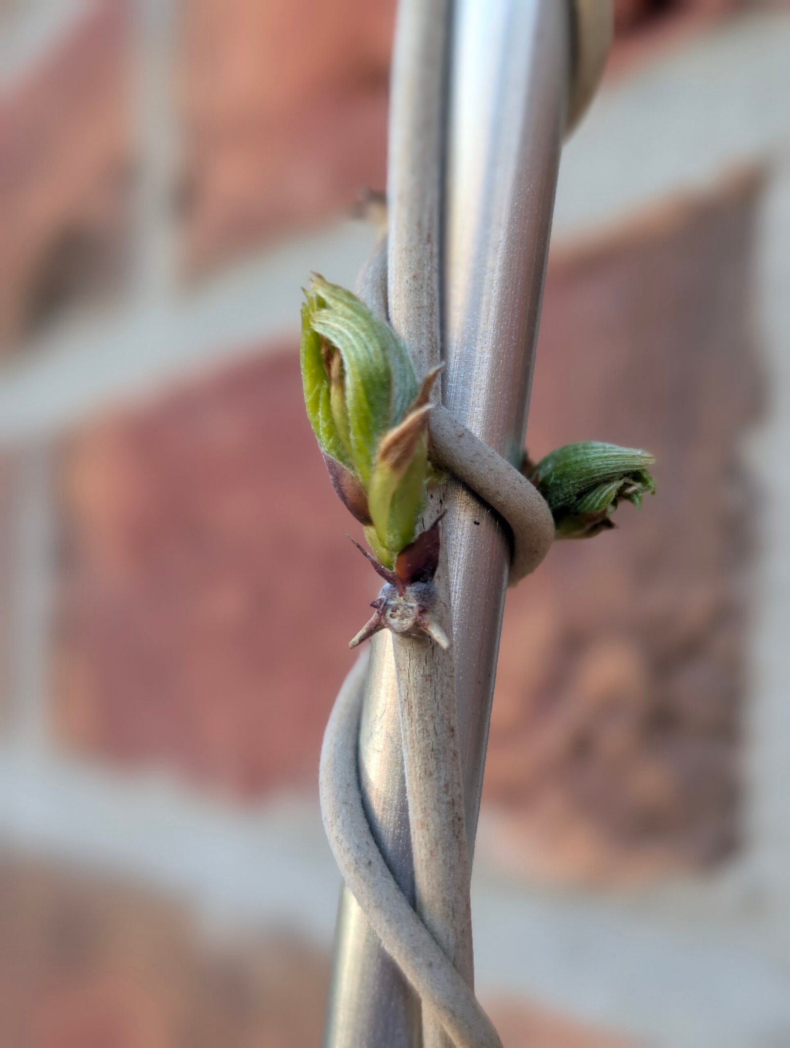 Kletterpflanze rankt an Edelstahlstab